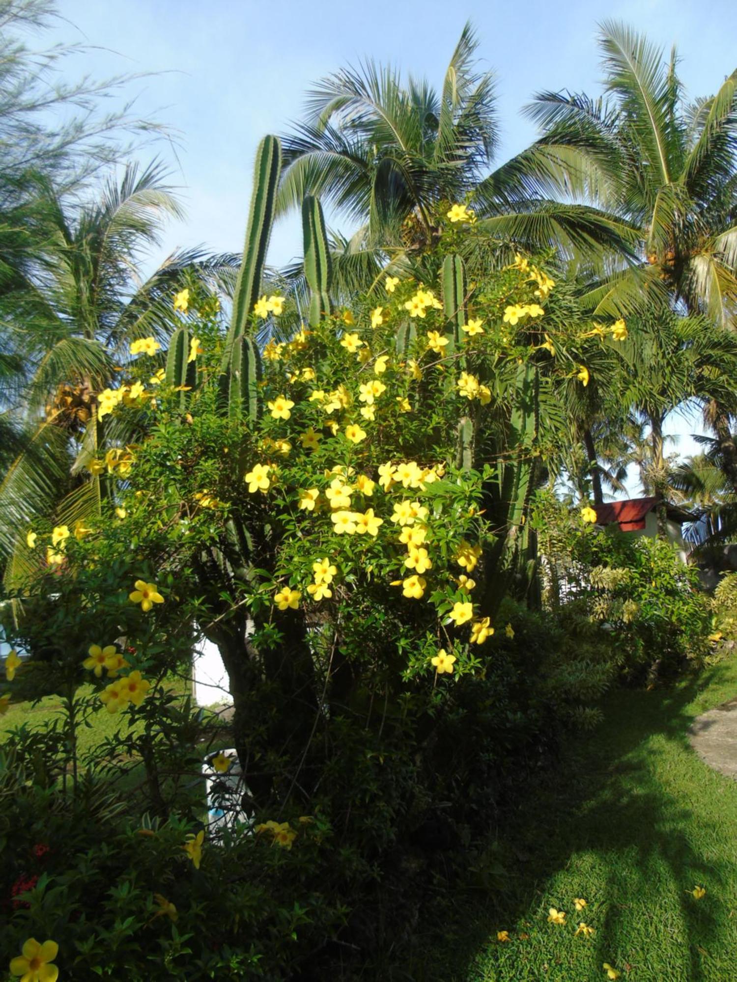 Phaidon Beach Resort Pandan Exterior photo